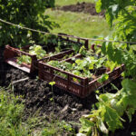 Le potager naturel (session 1)