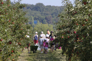 Les Jardins de Gally - la cueillette
