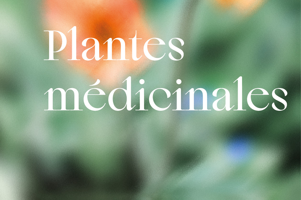 Plantes médicinales