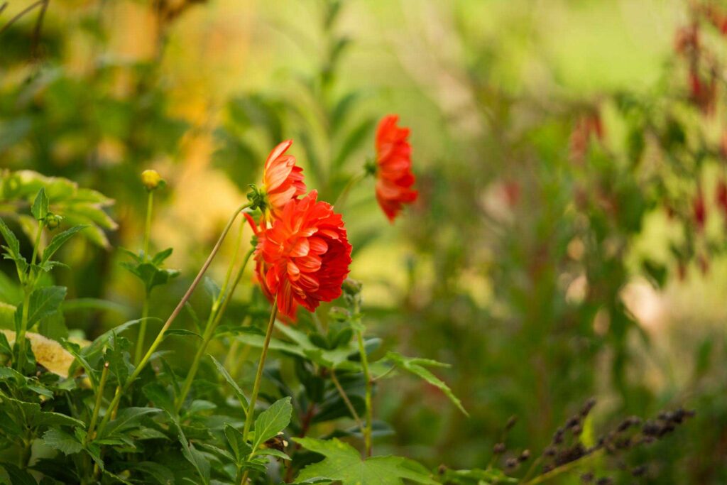 Ecolesuprieuredejardin-JardinPlantesetCouleursBnvent-lAbbaye46